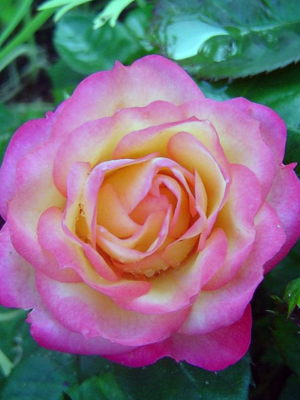 Роза полиантная