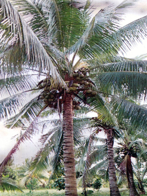Южный кокос