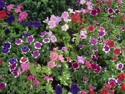 Цветочные композиции из садовых цветов