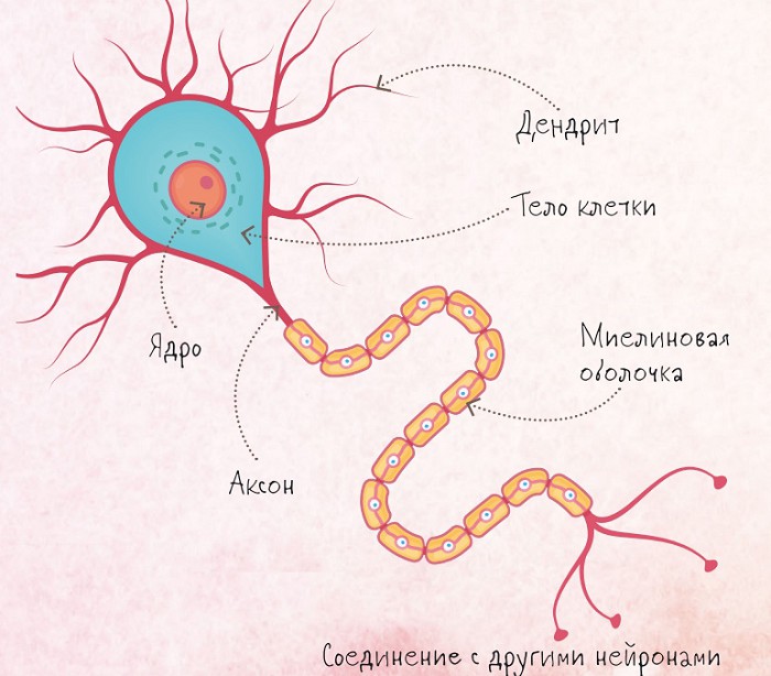 Структура нейрона