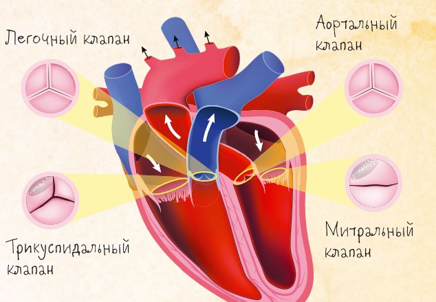 клапаны сердца