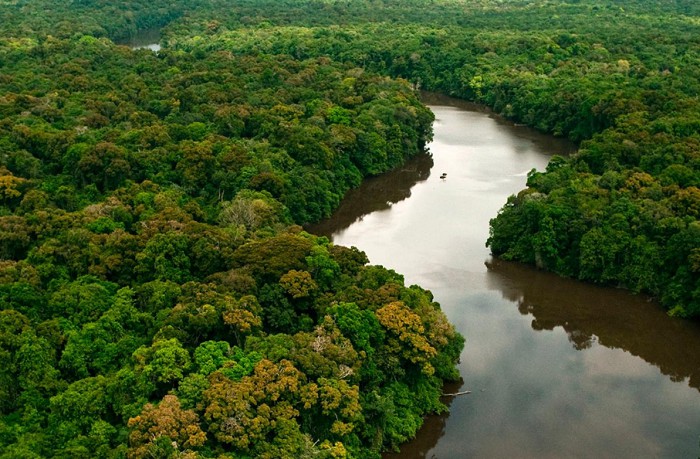Леса Амазонии