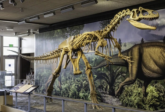 Существует немало отличий скелета динозавров от других рептилий