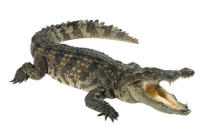 Крокодилы — архозавры