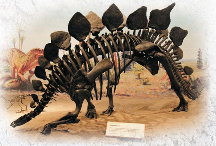 Стегозавр. Королевский Тиррелловский палеонтологический музей, Драмхеллер, Канада