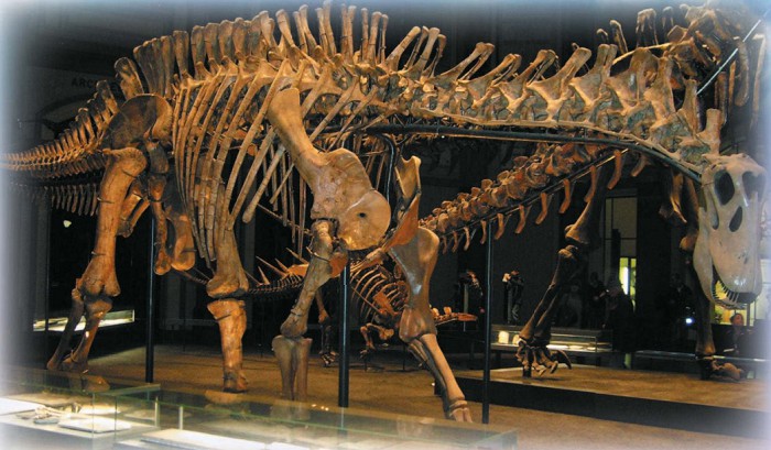 Скелет дикреозавра. Берлинский музей естествознания
