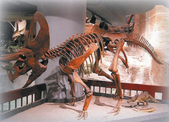 Останки зуницератопса. Аризонский музей естественной истории, Меса, США