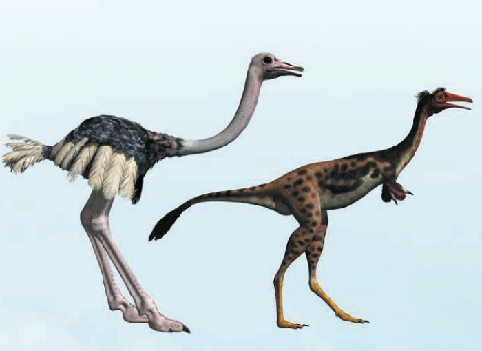 Сравнение мононикуса с современным страусом