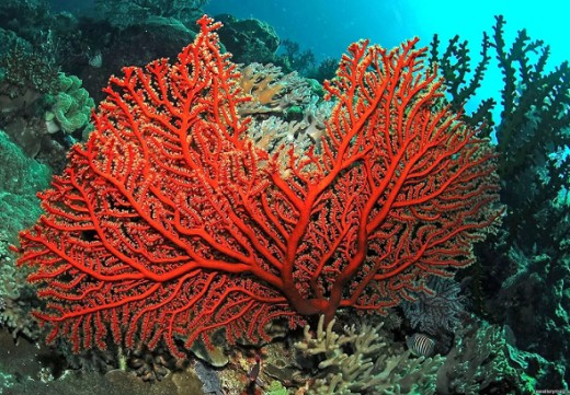 Благородный, или красный, коралл