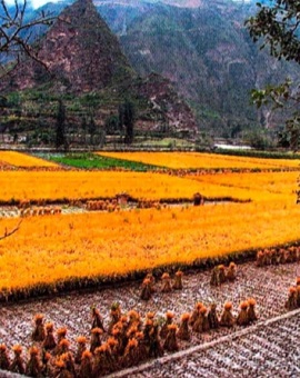 Рисовые поля в провинции Сычуань