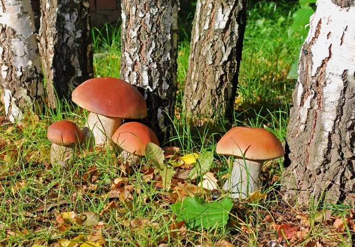 грибы возле дома