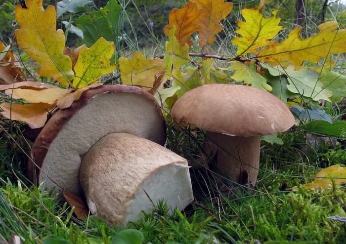 Белый гриб, форма дубовая