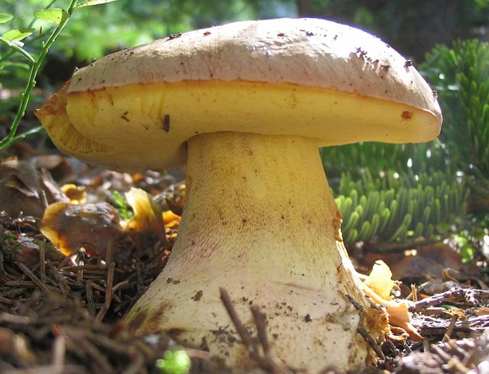 Полубелый гриб, или боровик желтый