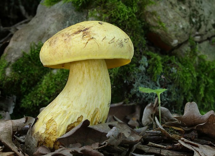 Полубелый гриб, или боровик желтый
