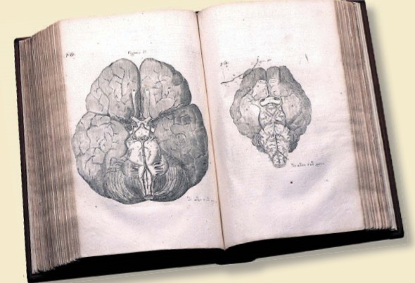 детальные изображения мозга в 1664 г.