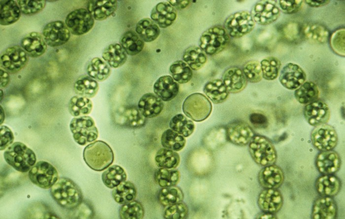 Сине-зеленые водоросли способствовали фотосинтезу