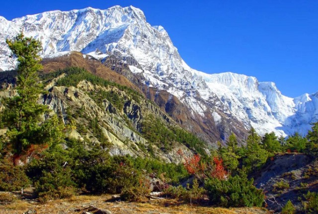 Лес на склонах Гималаев