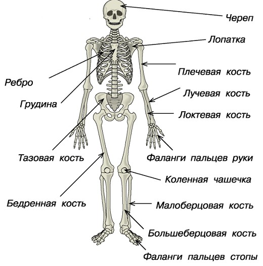 Скелет взрослого человека