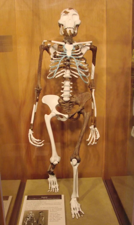 Люси - скелет женской особи австралопитека Афарского
