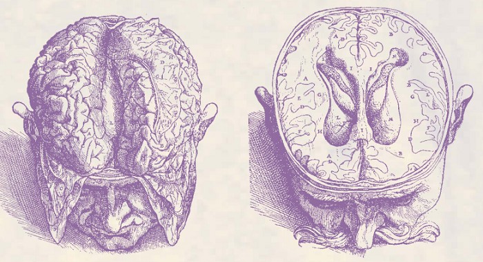 В книге De humani corporis fabrica показан головной мозг