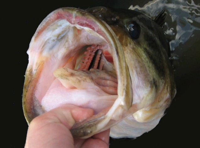 Чем крупнее рот, тем ббльшую добычу может проглотить рыба