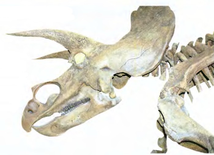 Окаменевший череп и грудная клетка трицератопса