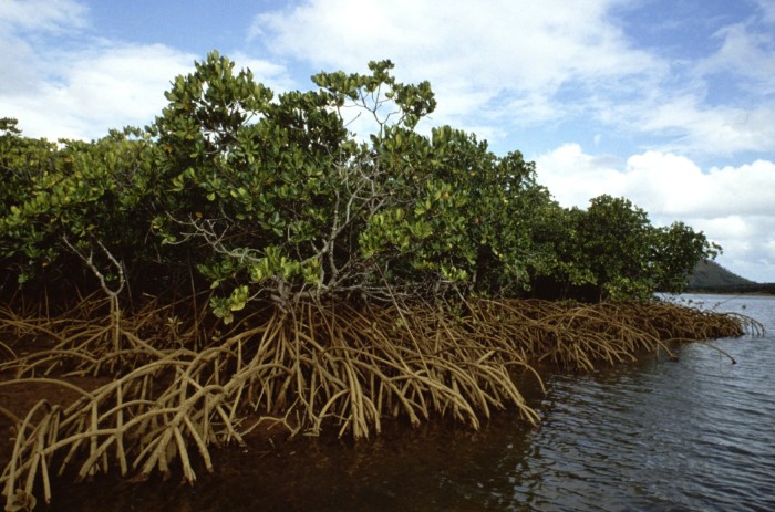 Ходульные корни мангрового дерева