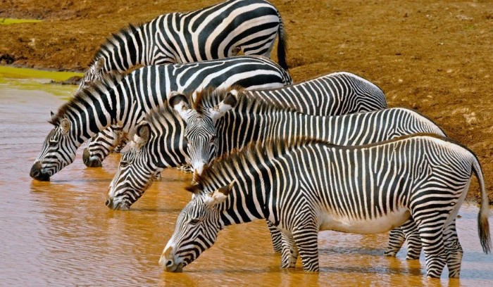 Равнинные зебры 