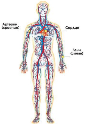 Кровеносная система