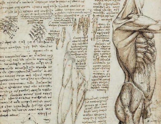 Леонардо да Винчи. Анатомические штудии мышц