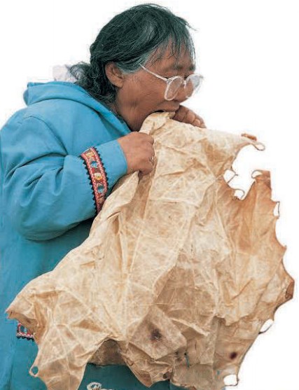 Эскимосская женщина, используя свои зубы, размягчает тюленью кожу