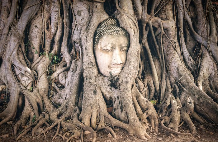 Голова Будды, оплетенная корнями дерева