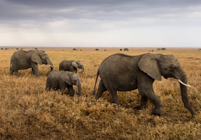Слоны по-прежнему бесспорно царствуют в Серенгети