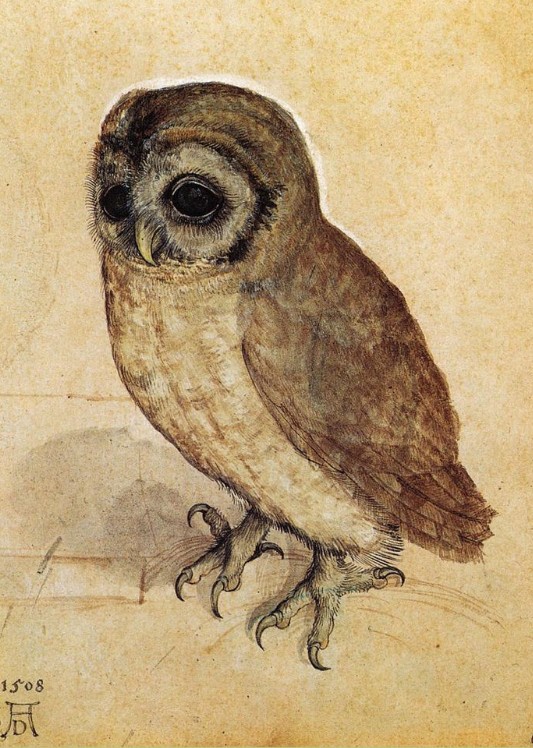 Портрет маленькой совы. Альбрехт Дюрер. 1506 г. 