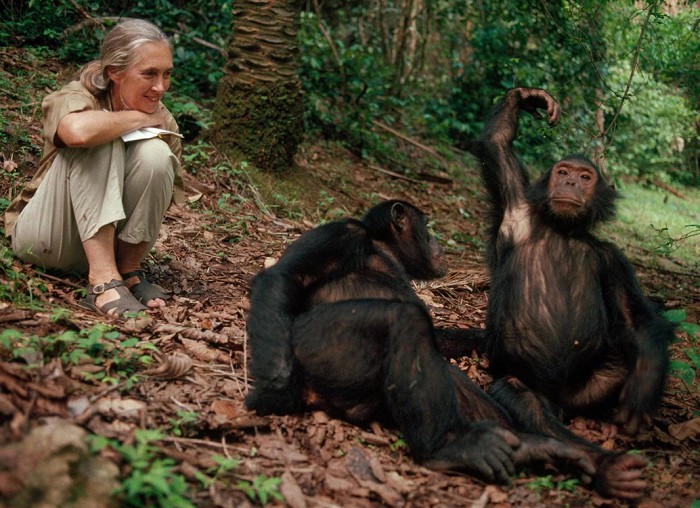 жейн Гудолл изучала поведение шимпанзе в Национальном парке ГомбеСтрим в Танзании
