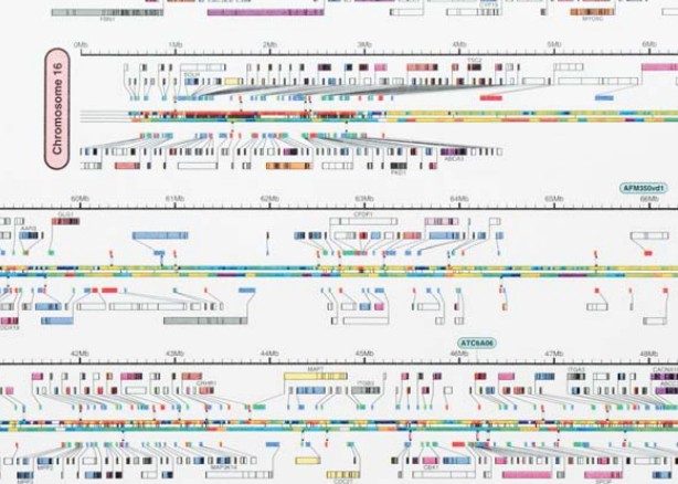 Фрагмент генетической карты 16-й хромосомы