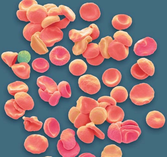 Красные кровяные клетки в микроскоп