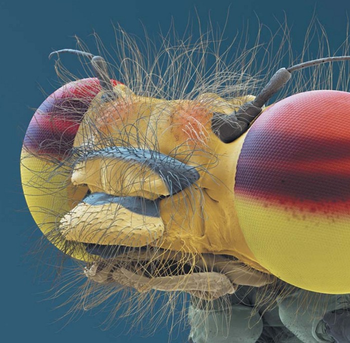 Голова стрекозы в микроскоп