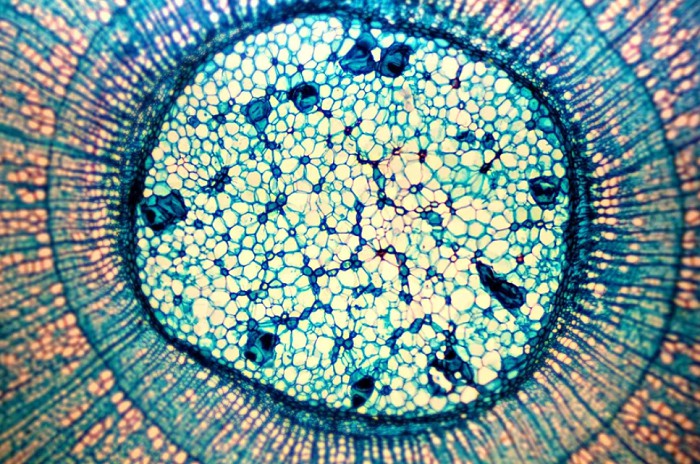 Современное изображение растения в разрезе под микроскопом