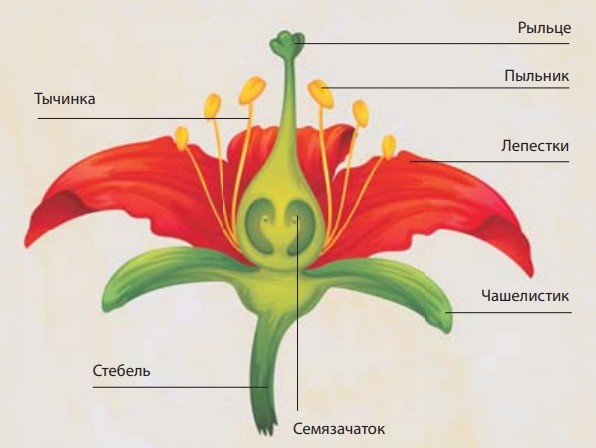 Анатомия цветка