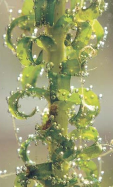 Пузырьки на листьях под водных растений