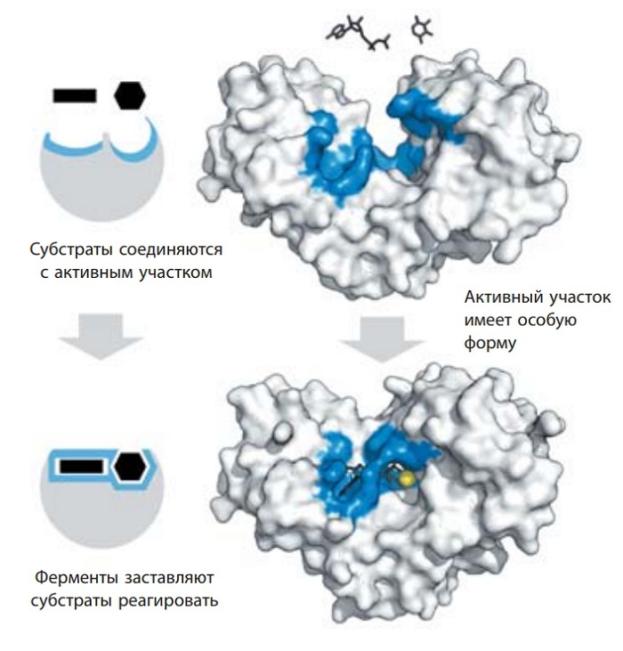 фермент гексокиназа смыкается над двумя субстратами, АТФ и ксилозой