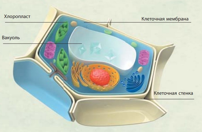 структура типичной клетки растения