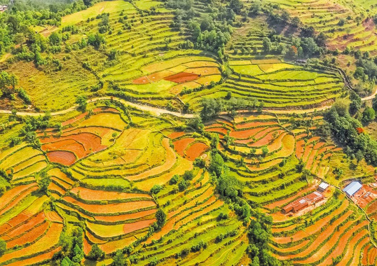 Рисовых террас в Непале