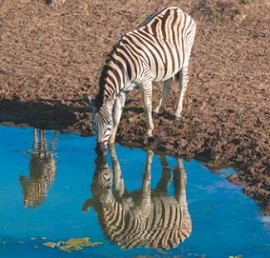 Зебра в зеркале воды