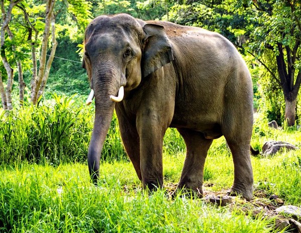 Азиатский (индийский) слон