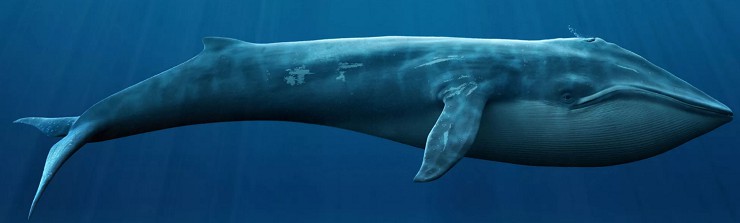 Синие киты слышат друг друга на расстоянии 1500 км