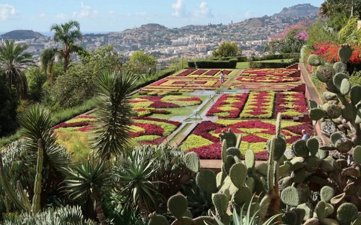 Экзотические растения в садах города Фуншала — столицы португальского острова Мадейра