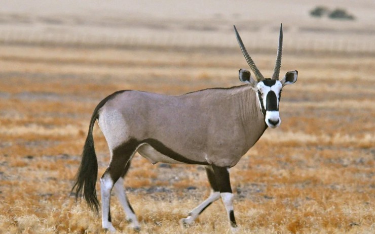 В национальном парке «Аль-Арин» живут редкие антилопы орикс