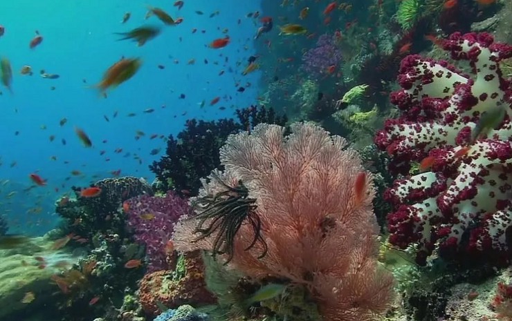 Воды у северного побережья Доминики удивляют разнообразием флоры и фауны